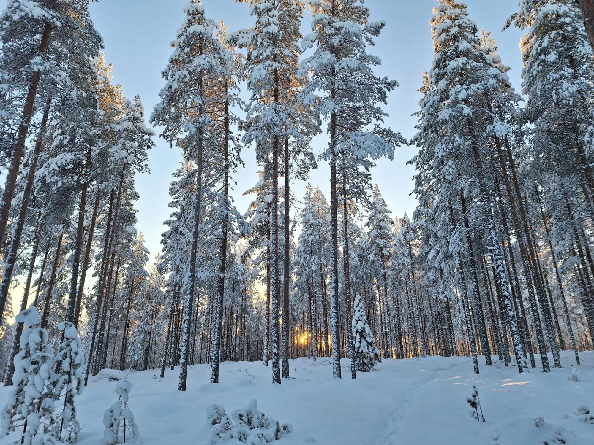 Villa Aleksi With Sauna Rovaniemi Zewnętrze zdjęcie